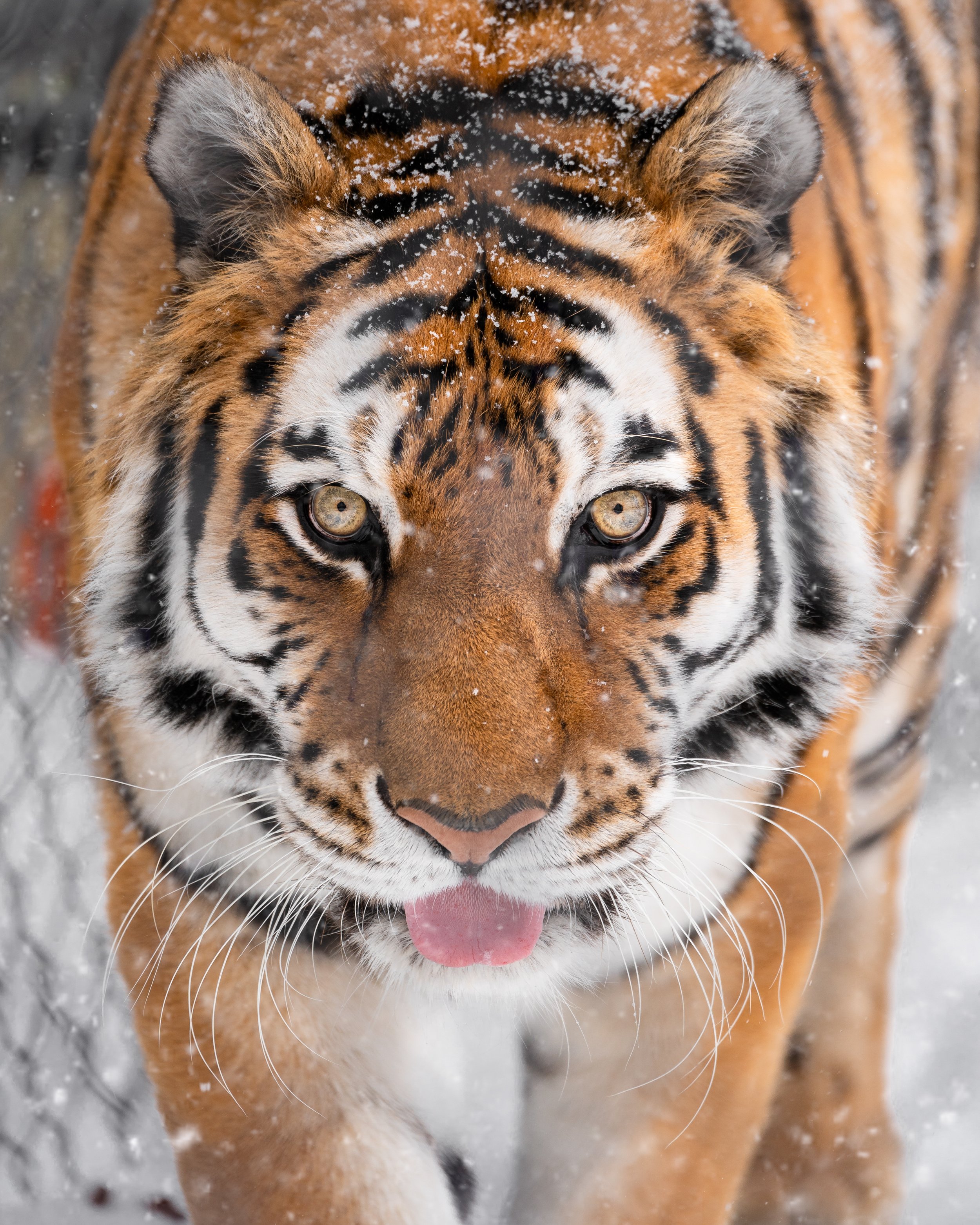 Close-up of a tiger walking in the snow with snow on its head, showing its intense gaze and pink tongue sticking out.