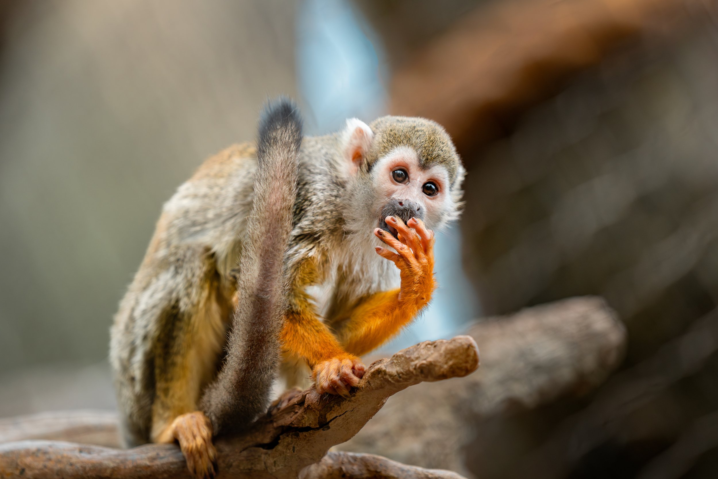 A colorful squirrel monkey sitting on a branch with one hand near its mouth, looking towards the camera.
