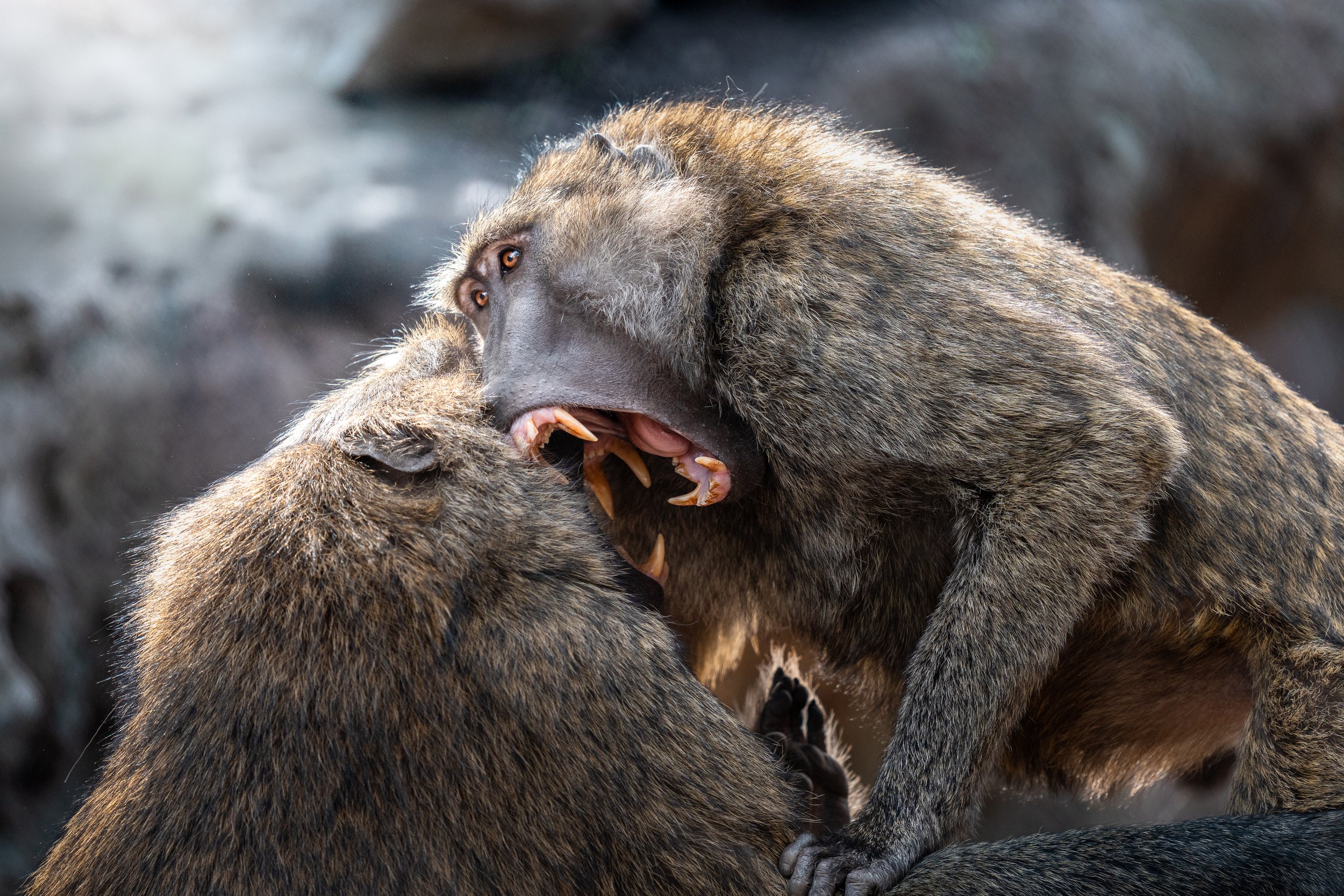 Two baboons engaged in a fight, with one biting the other's face and the other showing its teeth in aggression at the Seneca Park Zoo