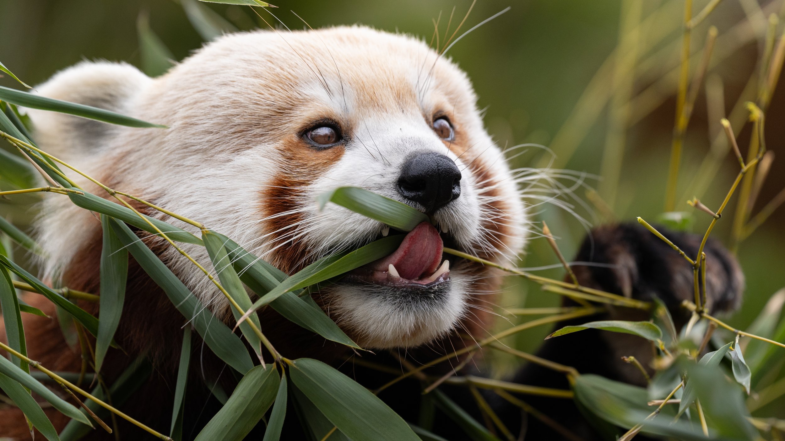 A giant panda bear chewing on bamboo surrounded by green leaves and stalks.