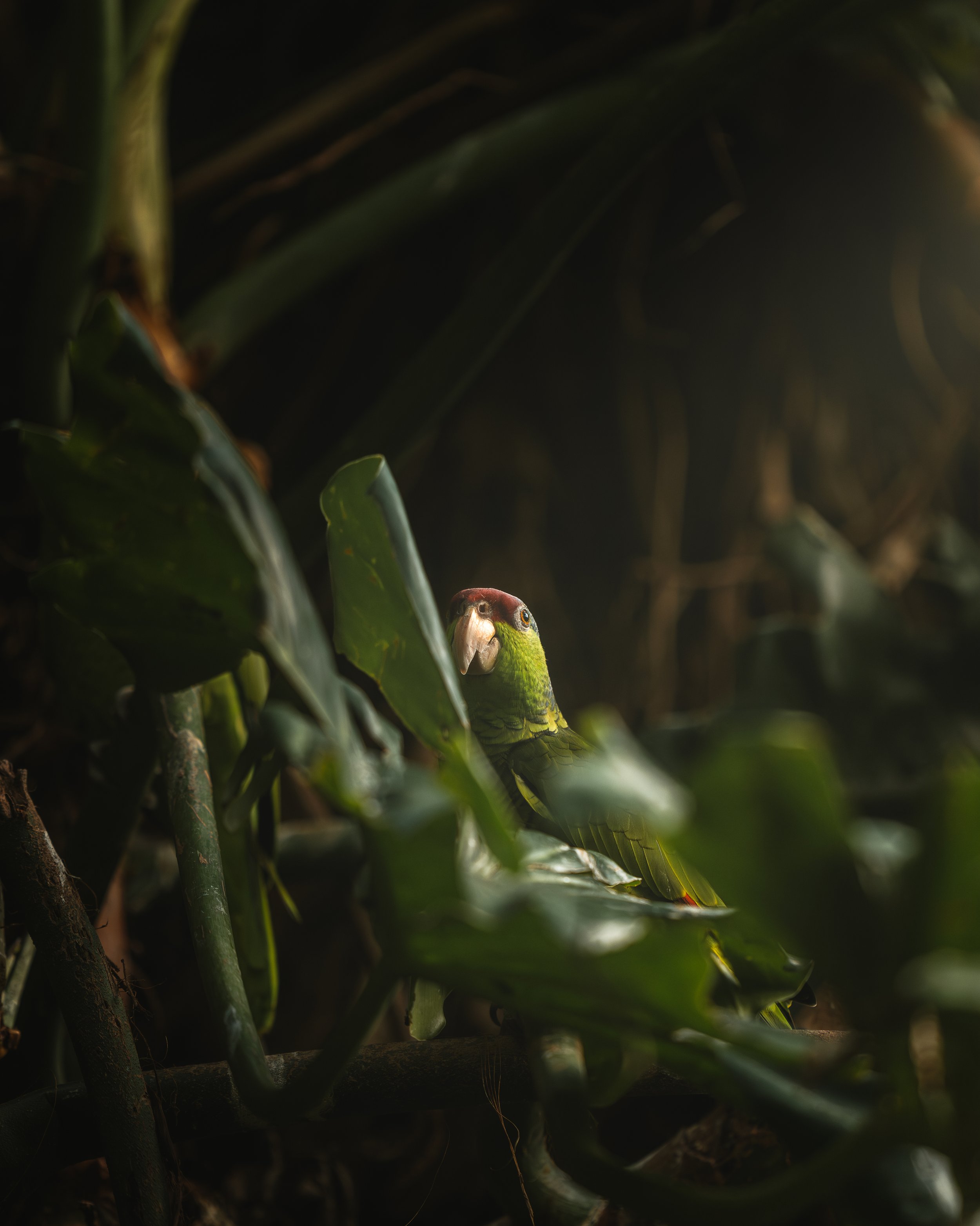 A green parrot with a red forehead peering out from dense green foliage.