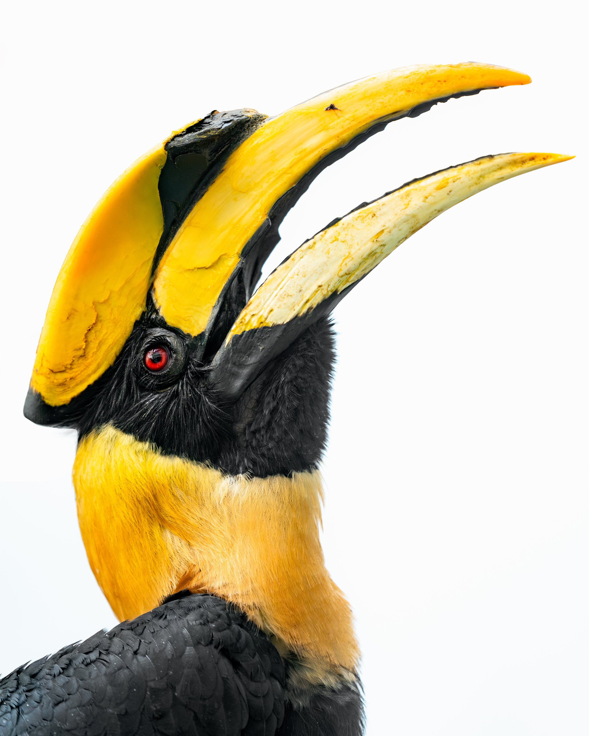 Close-up of a toucan with a large yellow and black beak and black feathers against a white background.