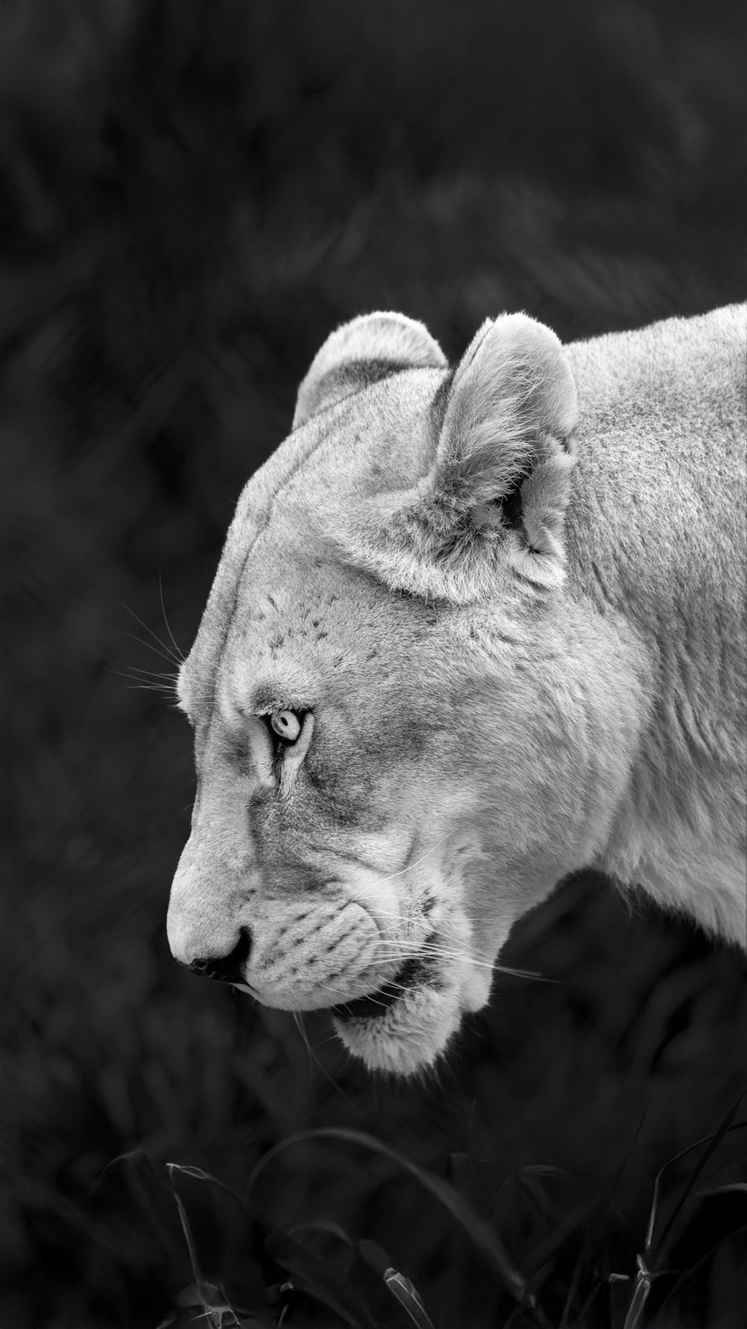 Close-up of a lioness's face in black and white, showing her profile with focused eyes and detailed fur at the Seneca Park Zoo