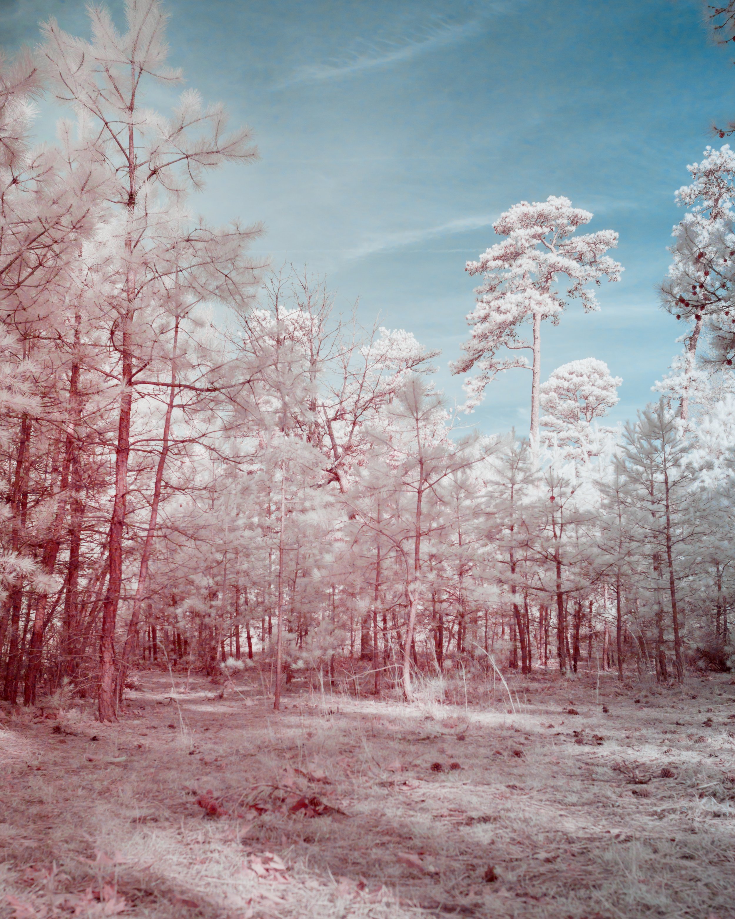 Infrared photograph of a forest with tall trees and a blue sky in the background.