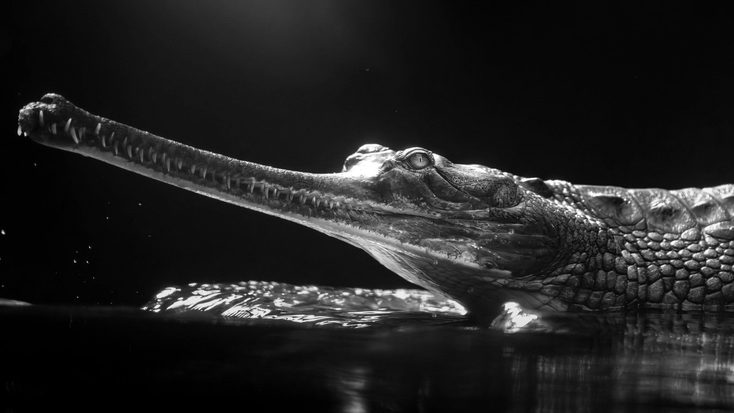 Black and white photo of a crocodile swimming in water with its long snout and textured skin visible.