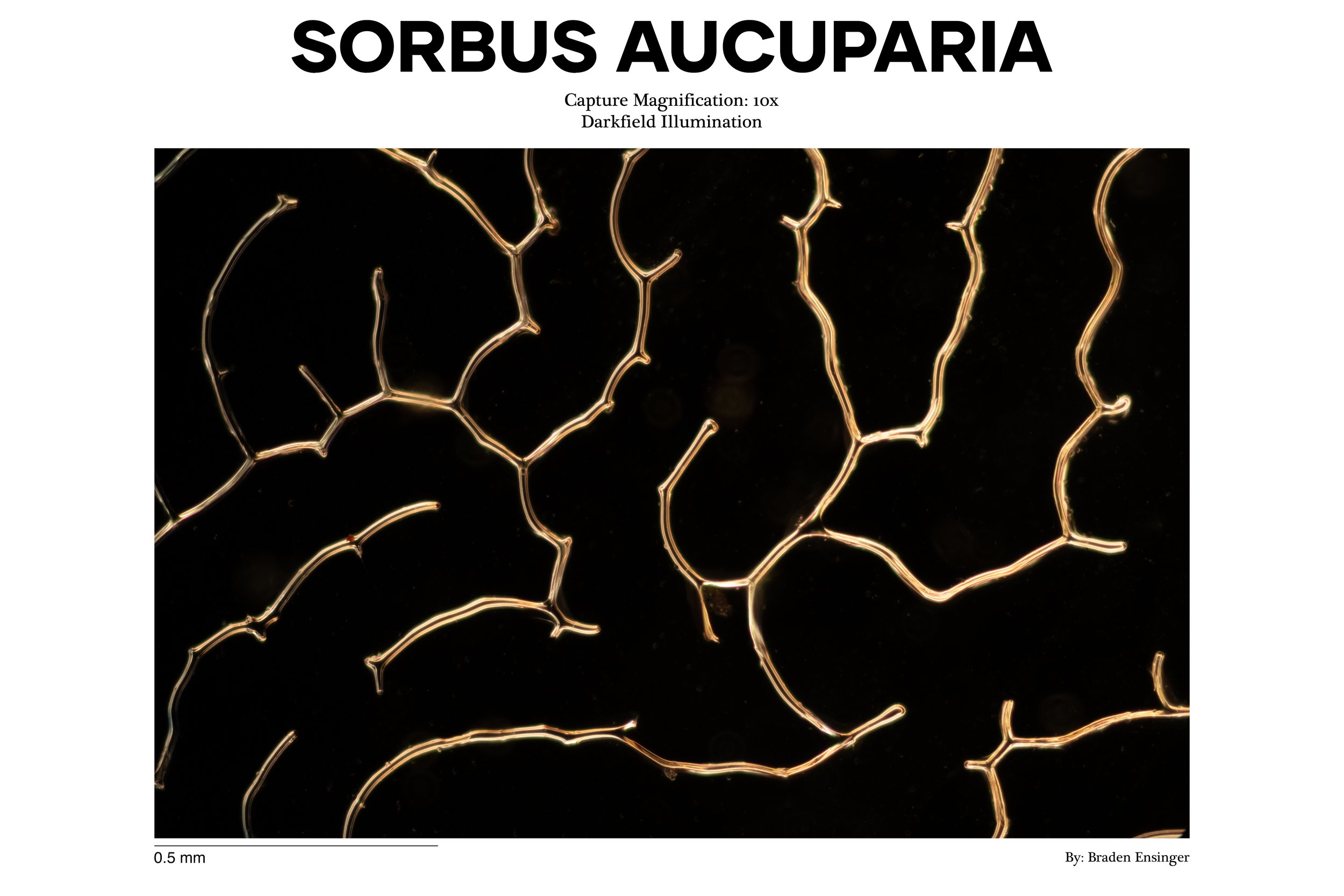 Magnified image of the microscopic organism Sorbus aucuparia, showing its intricate branching structure with dark background, illuminated branches, and a scale bar indicating 0.5 millimeters.