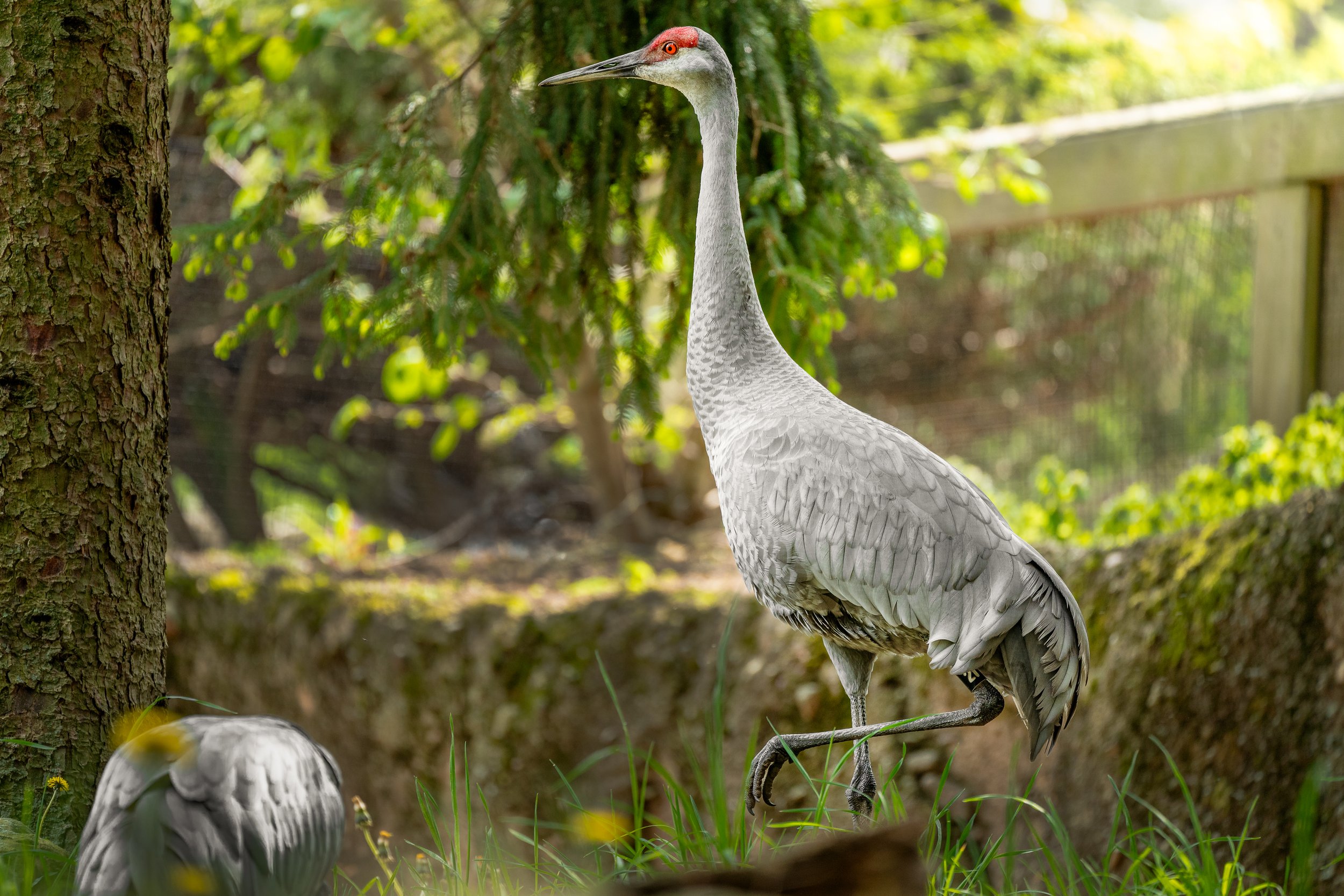 A grey crane standing on one leg in a natural outdoor setting with green trees and grass, with another bird partially visible at the lower left corner.