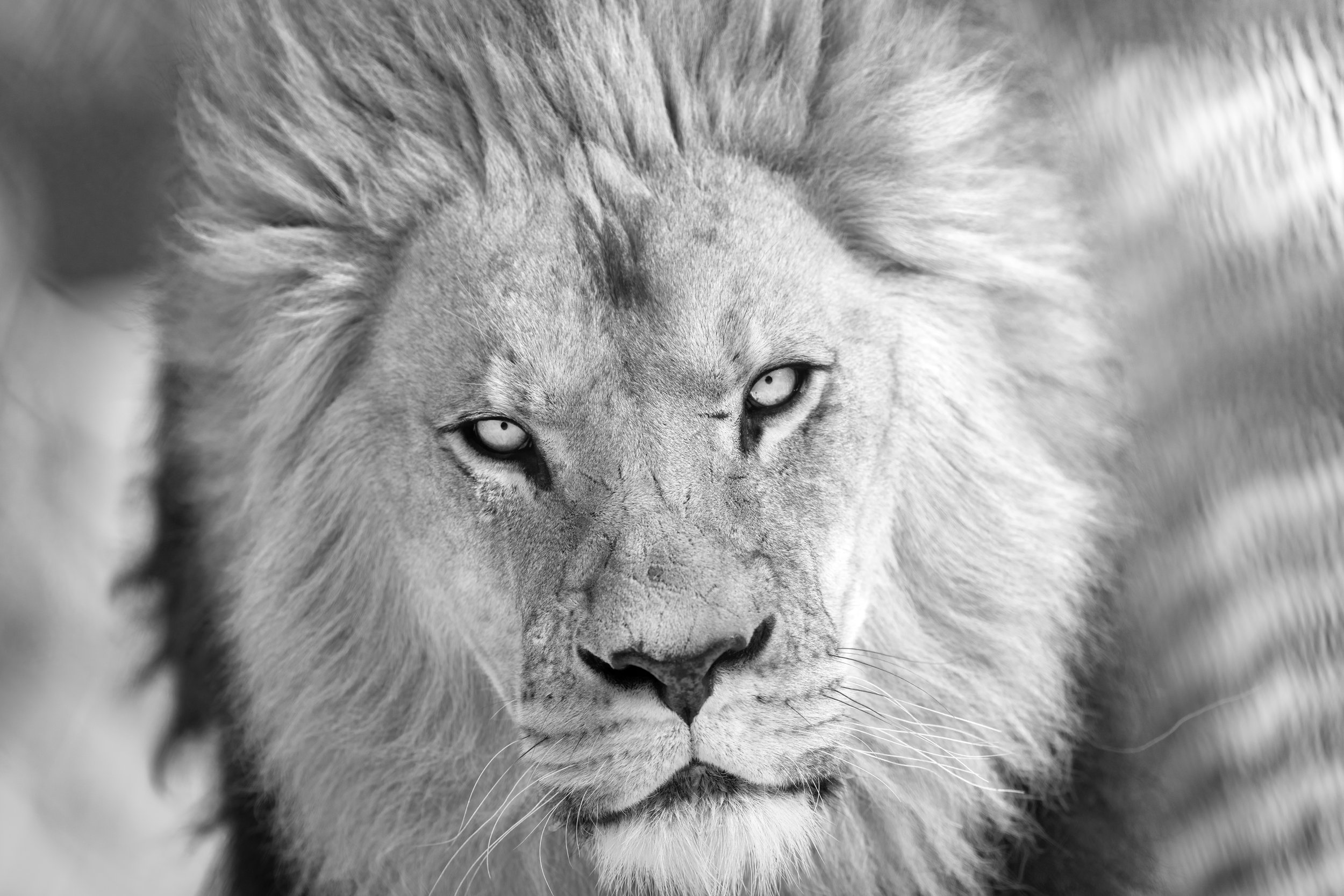A close-up black and white photograph of a lion's face with piercing eyes at Seneca Park Zoo