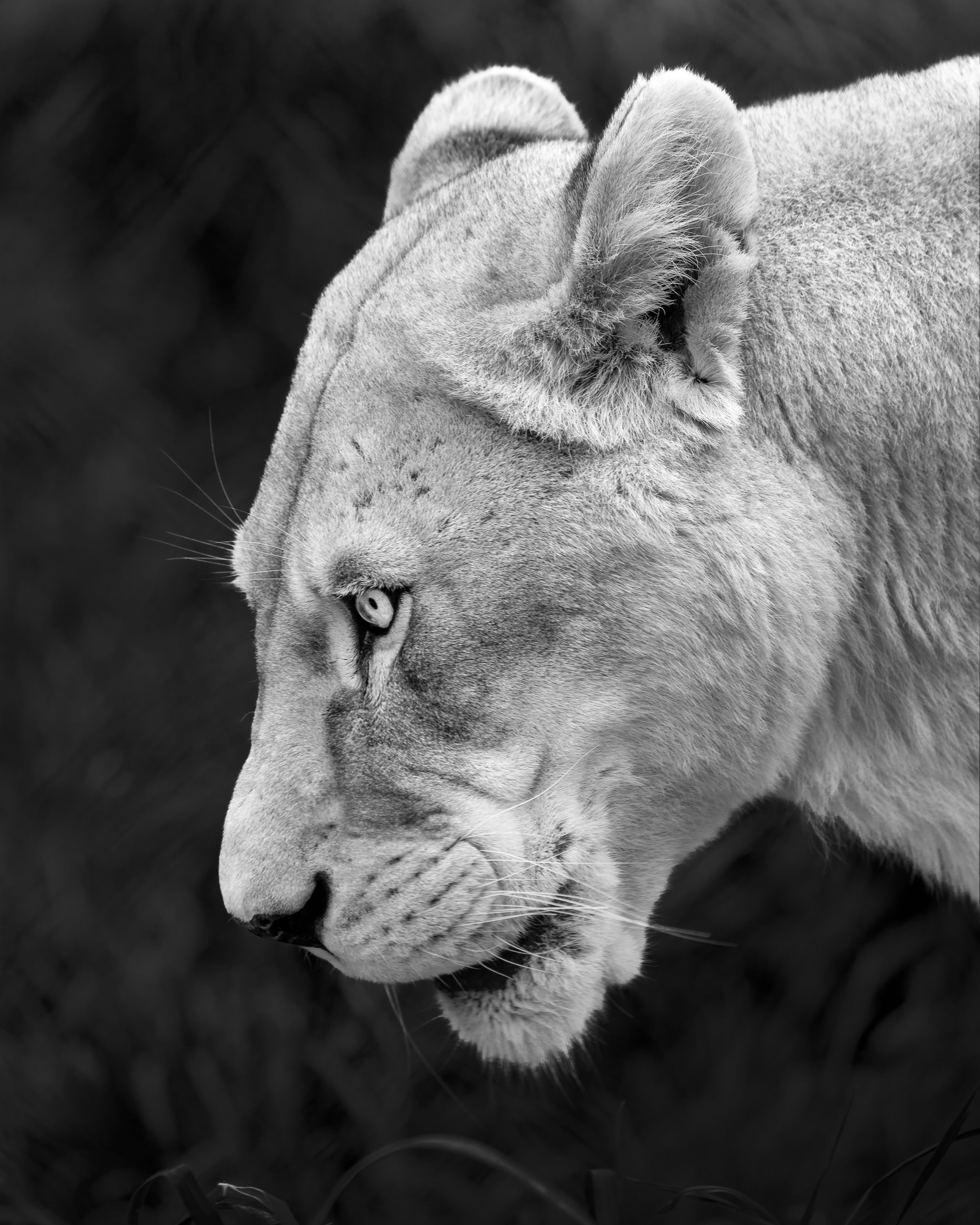 A black-and-white close-up photo of a lioness.