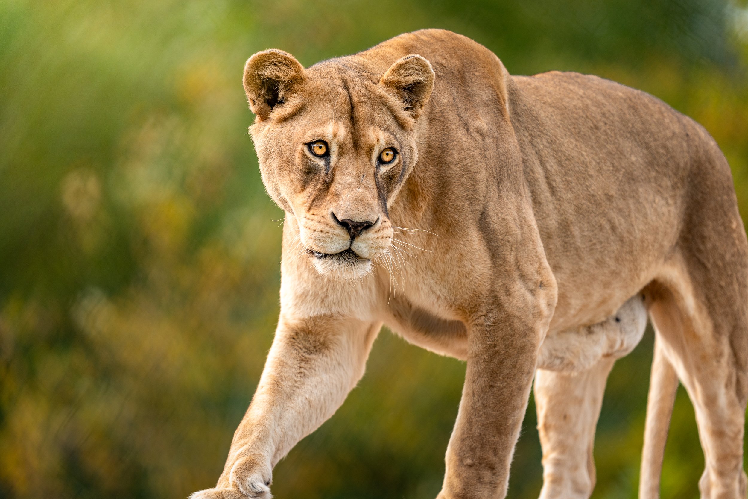 Close-up of a lioness walking through a natural setting with green and yellow blurred background.