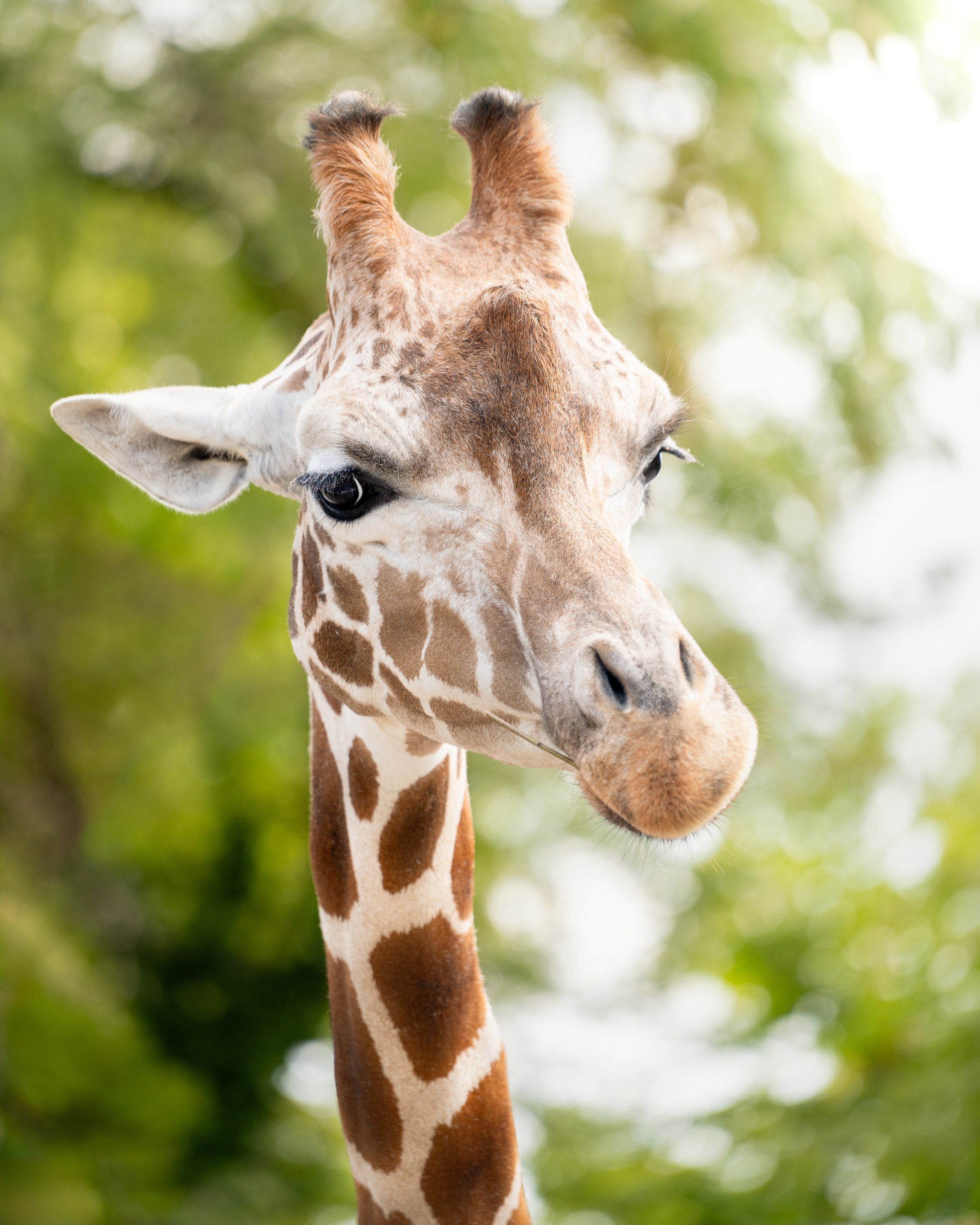 Close-up of a giraffe's face with a blurred green foliage background.