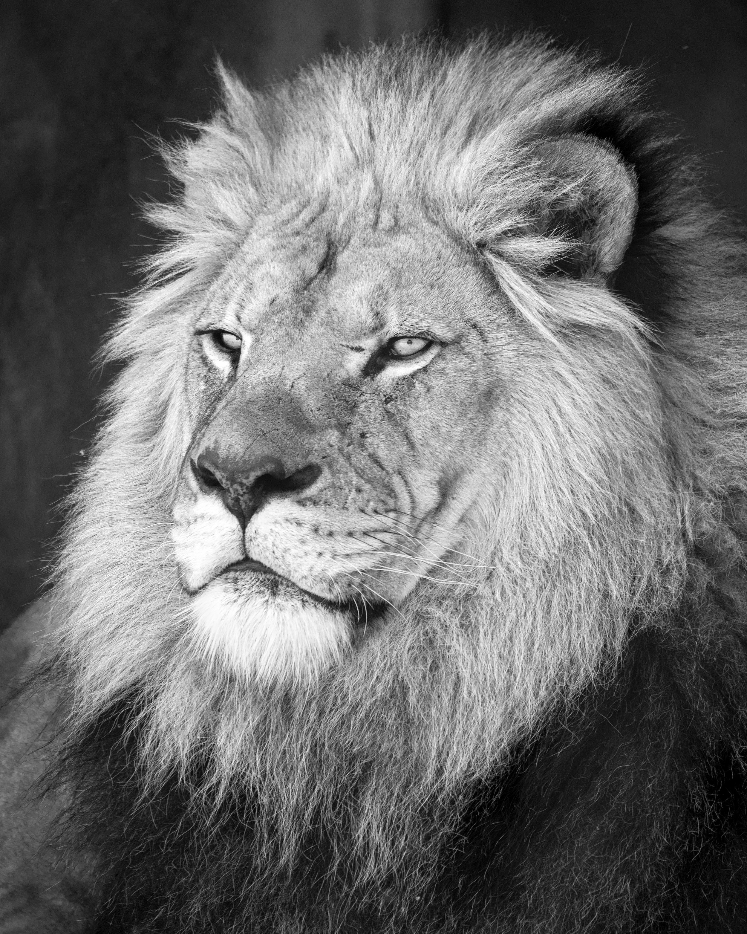 Black and white photograph of a lion with a thick mane, looking to the side.